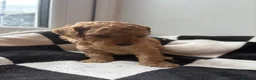 Mixed Breed dogs for sale: Double doodles  - Advert 32