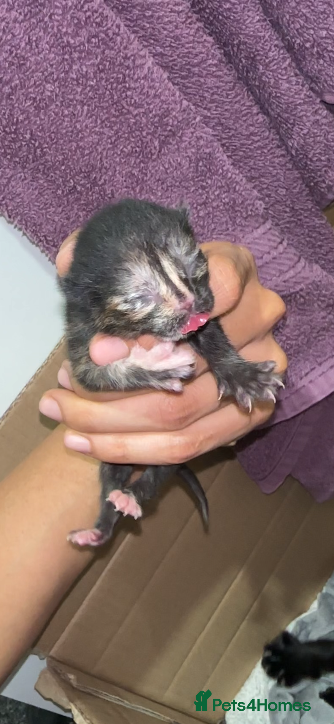 Norwegian Forest Cat cats for sale: Kittens for sale  - Image 19