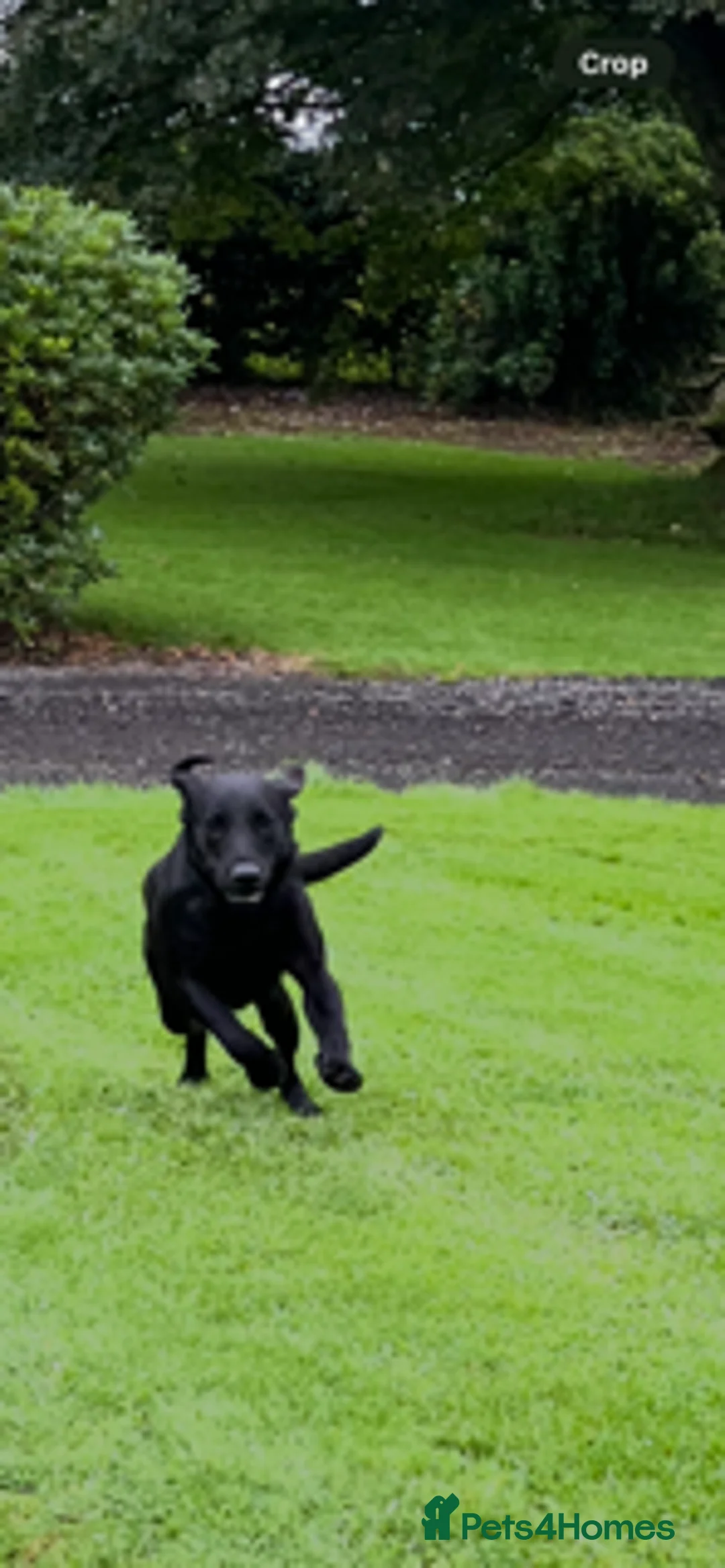 Labrador Retriever dogs for sale: Lovely Black Labrador Dog - Advert 2