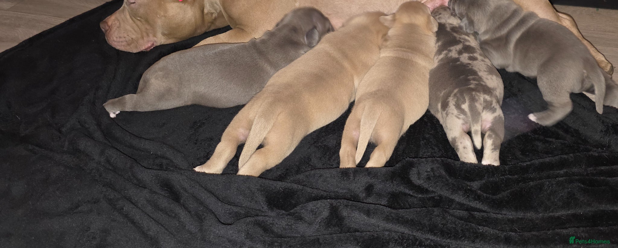 American Bully dogs Exclusive American Bully Pocket Premium Line - Advert 1