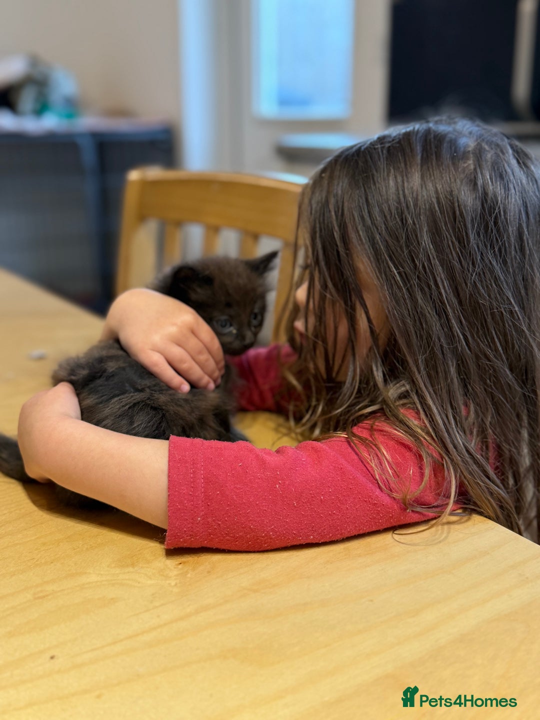 British Longhair cats for sale:  British longhair kittens 3 male 1 female  - Image 32