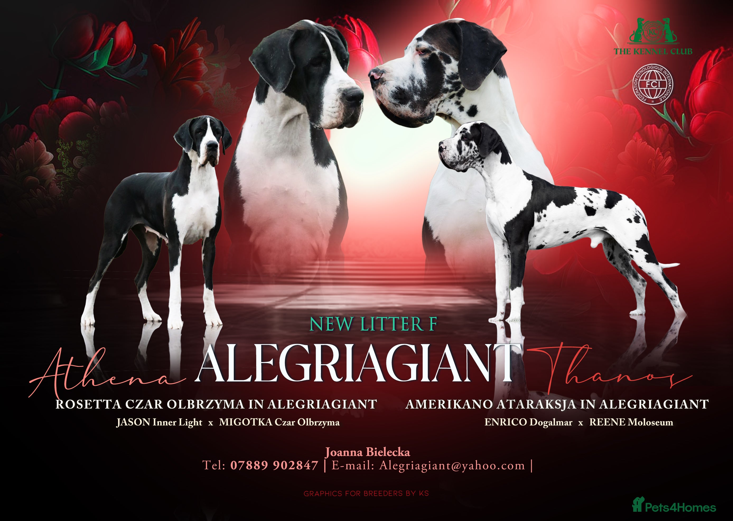 Great Dane dogs Fabolous Great danes - Advert 3
