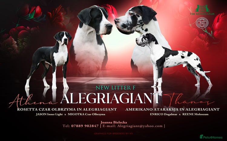 Great Dane dogs - Advert 1