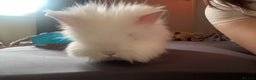 Lionhead rabbits for sale: willow - Advert 1