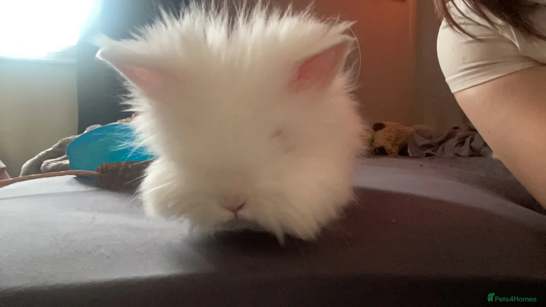 Lionhead rabbits for sale: willow - Advert 1
