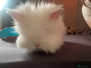 Lionhead rabbits willow - Advert 7