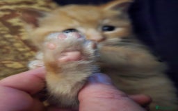 Mixed Breed cats for sale: Beautiful Kittens  - Image 13