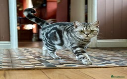 British Shorthair cats for sale: Looking for a lap Cat???? - Image 1