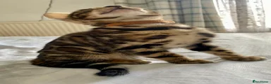 Bengal Kitten 1
