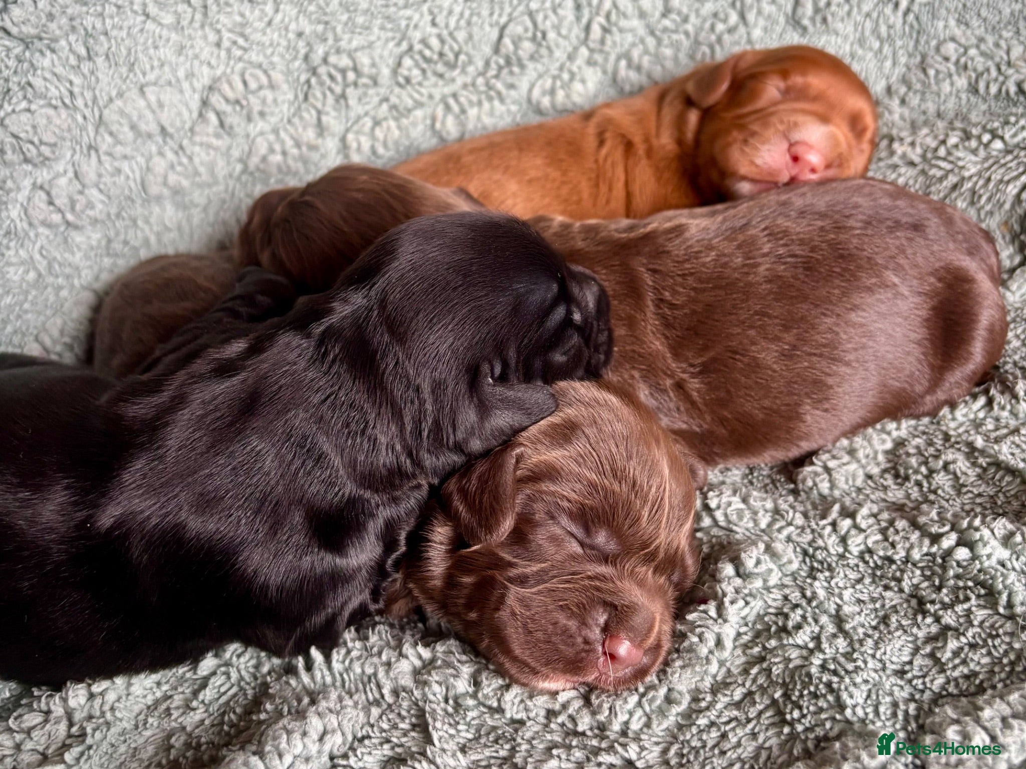 Cocker Spaniel dogs KC puppies. 1 girl 2 boys - Advert 2