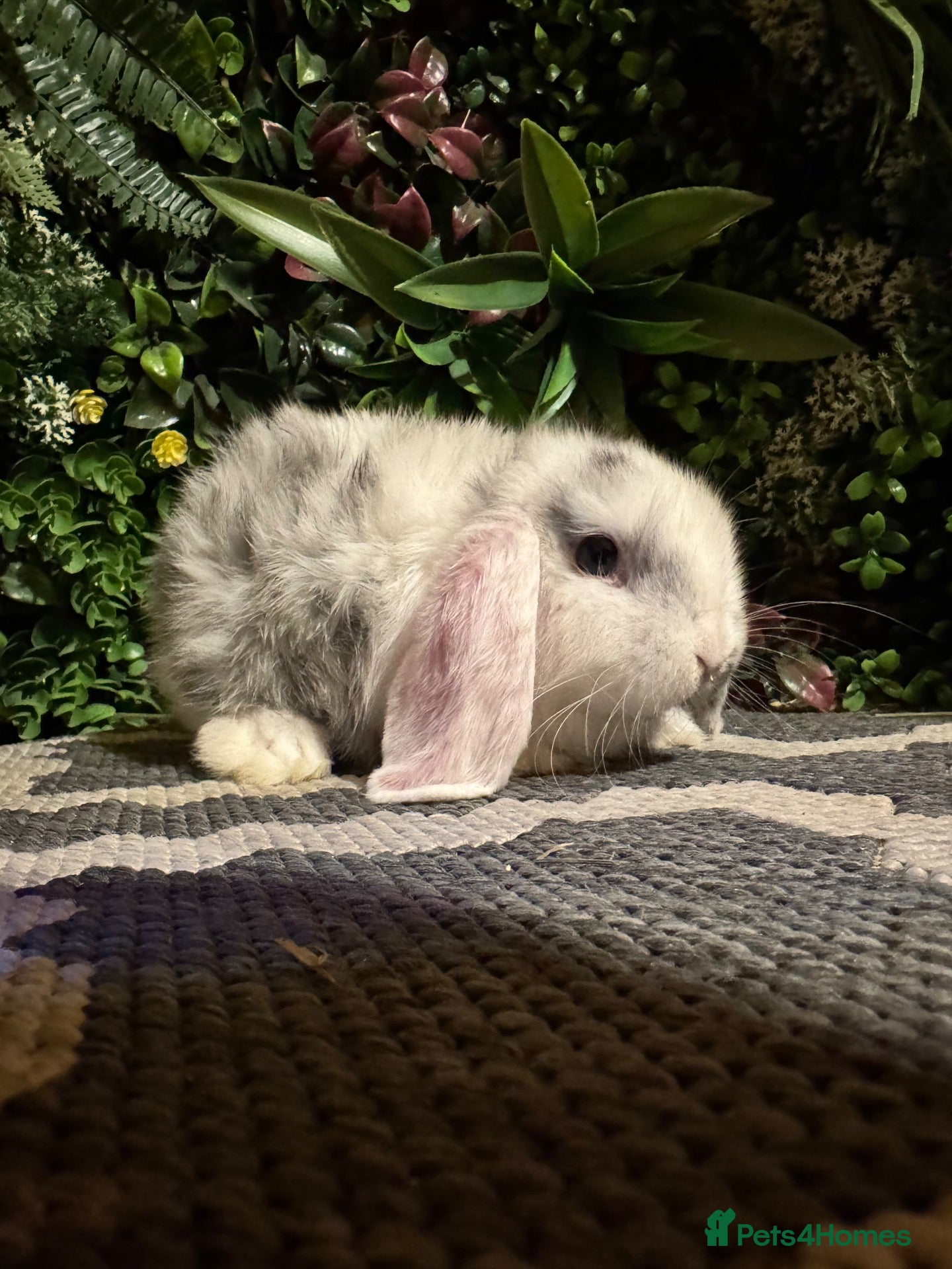 Mini Lop rabbits 🐰Pure breed mini lops ready to go 🐰 - Advert 2