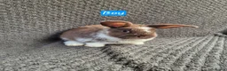 Mini Lop rabbits for sale: Mini Lion Lop Bunnies - Advert 2
