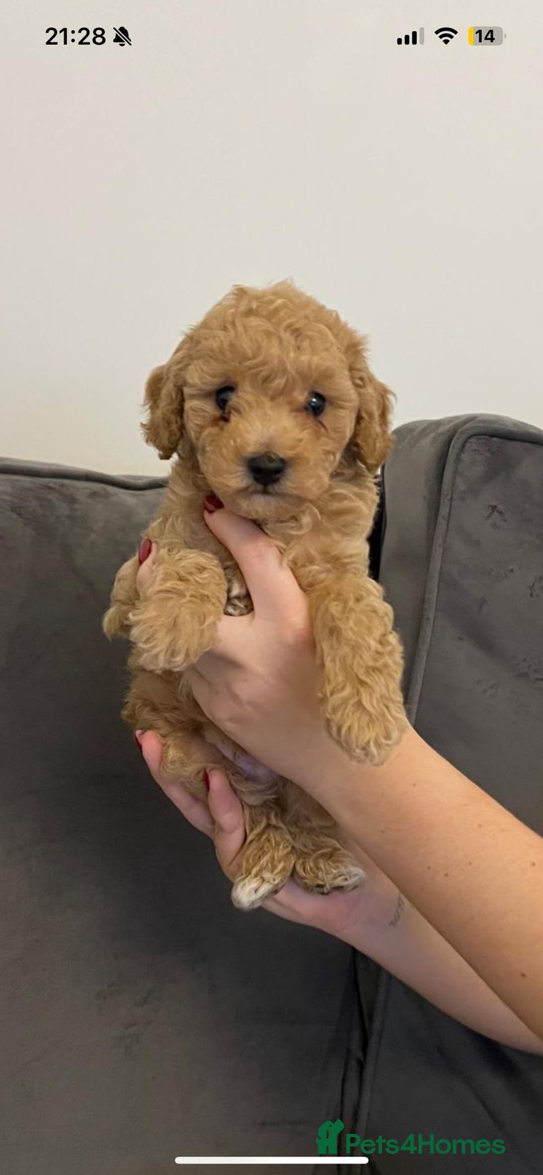 Poochon dogs for sale: STUNNING POOCHON - Image 14
