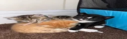 Mixed Breed cats for sale: 4 babys looking for a loving home  - Advert 3