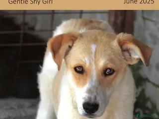 Mixed Breed dogs Avis- 20 months - Available Devon area 🇬🇧🇬🇧 - Advert 2