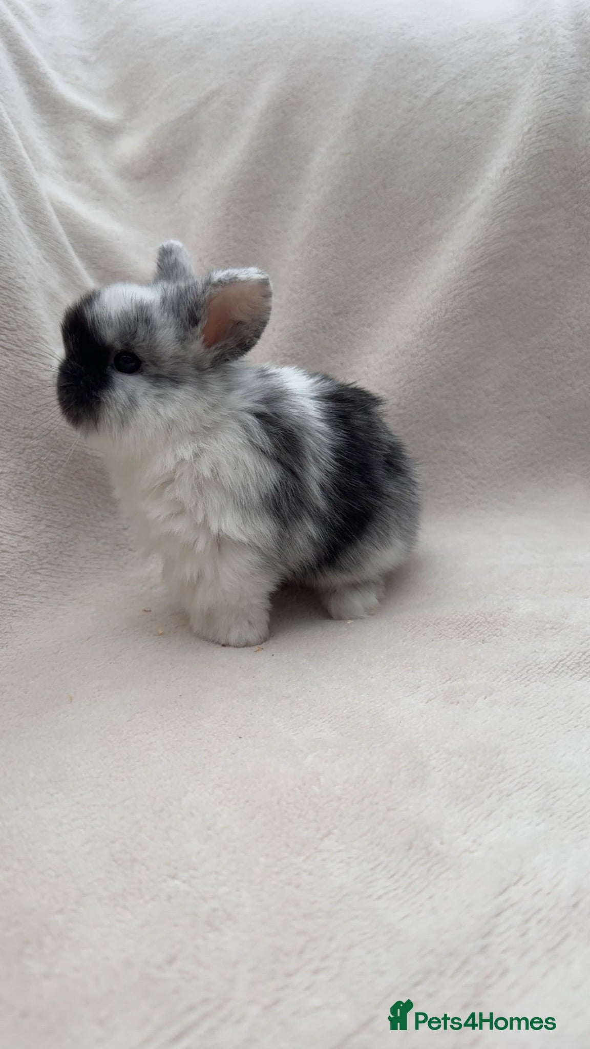 Mini Lop rabbits Lovely mini lop babies  - Advert 3
