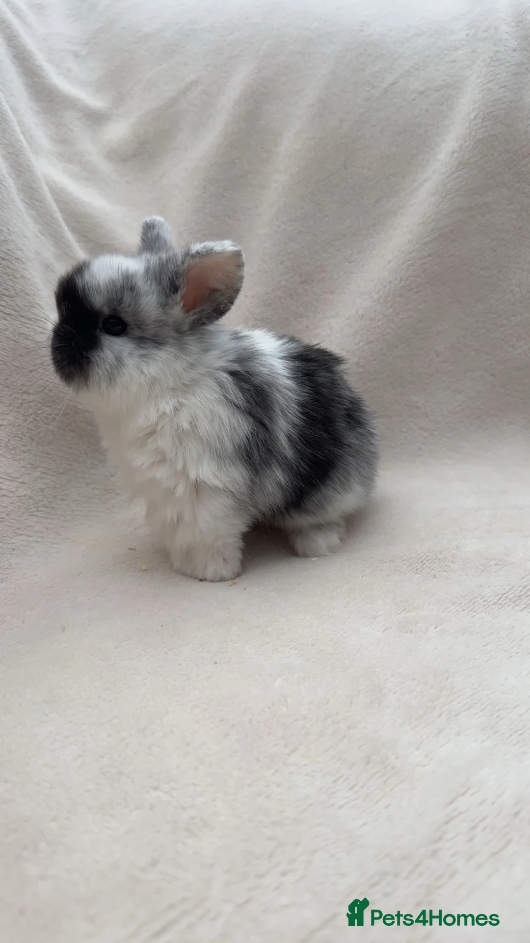 Mini Lop rabbits for sale: Lovely mini lop babies  in Wrexham - Advert 1