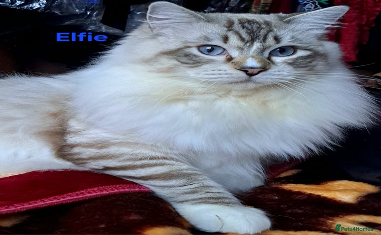 Ragdoll cats - Advert 1
