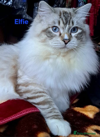 Ragdoll cats - Advert 5