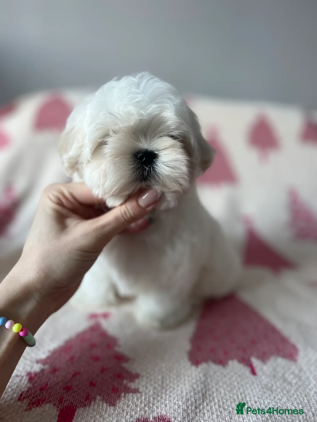 Maltese dogs for sale: Reduced price 💙Maltese cute puppies 💙 - Advert 10