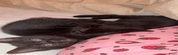 Russian Blue cats for sale: Fluffy black kittens  - Advert 6