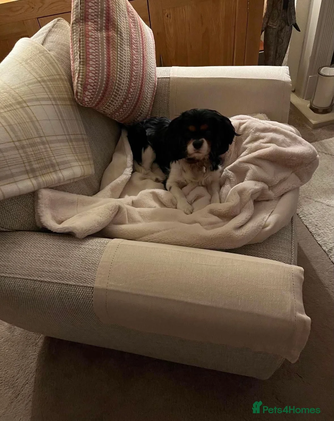 Cavalier King Charles Spaniel dogs for adoption: Bruno seeking forever home  - Advert 2