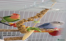 Lovebirds birds for sale: Lovebirds - Image 2