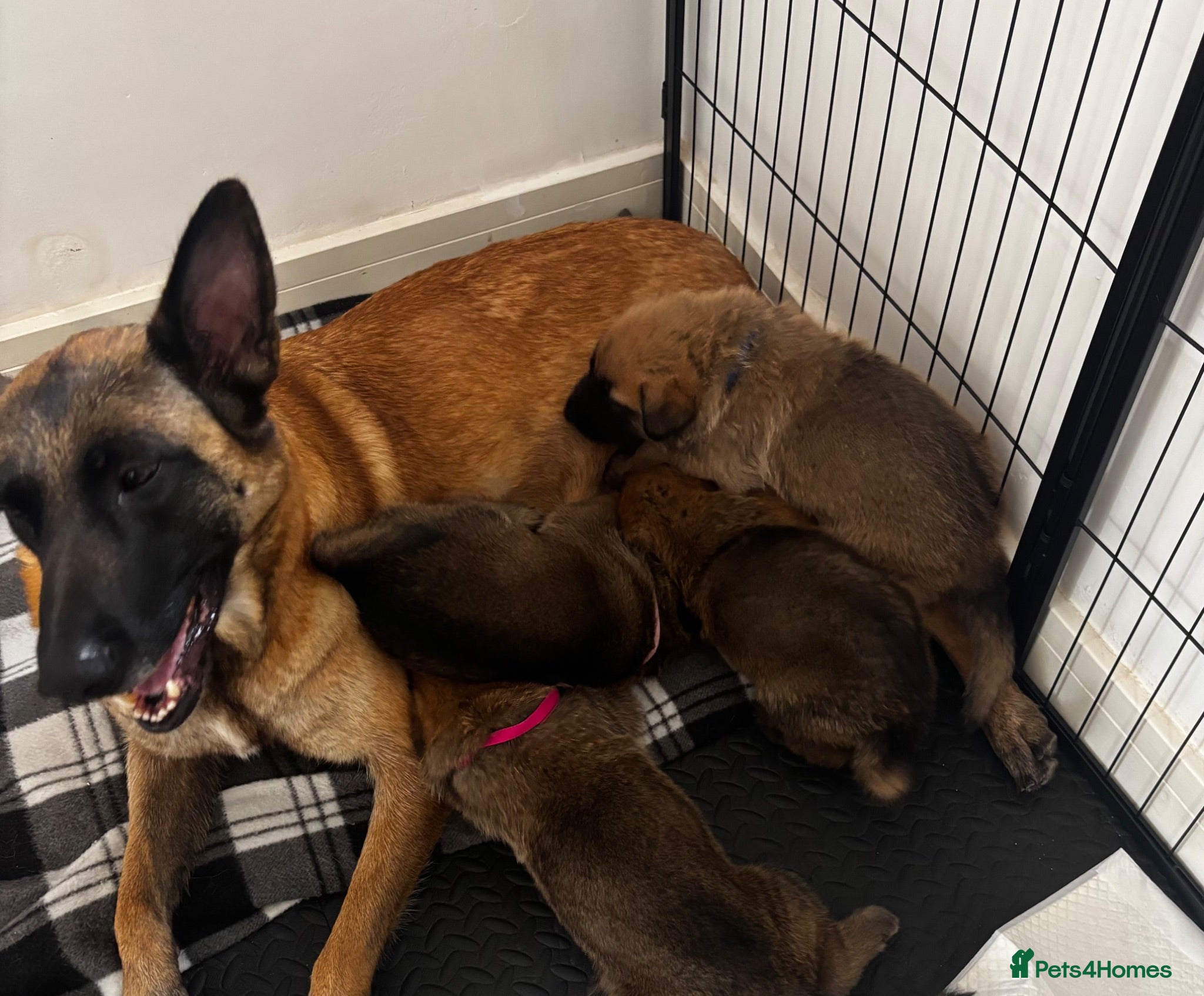 Mixed Breed dogs Malinois x GSD Puppies | Health Checked - Advert 2