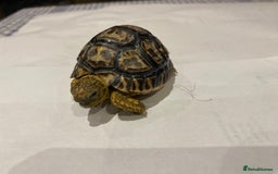 Tortoise reptiles for sale: Leopard tortoises  in Weston-super-Mare - Image 7