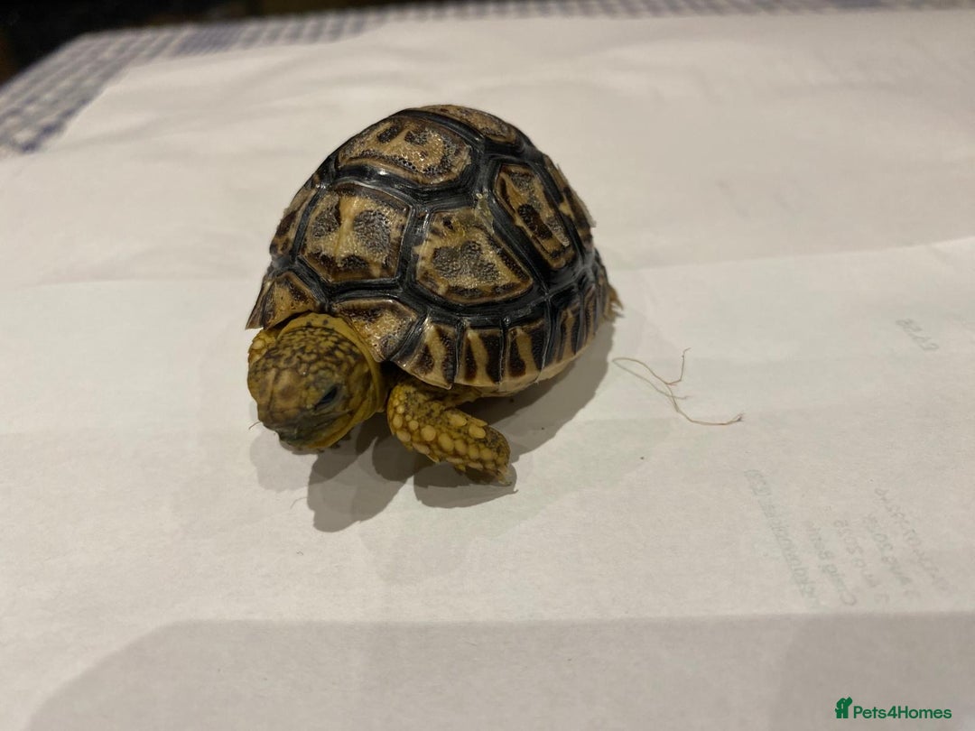 Tortoise reptiles for sale: Leopard tortoises  in Weston-super-Mare - Image 7