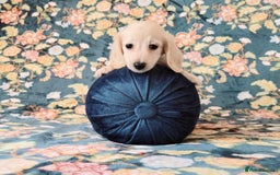 Miniature Dachshund dogs for sale: Rare Cream Gorgeous Dachshund Puppies  - Image 4