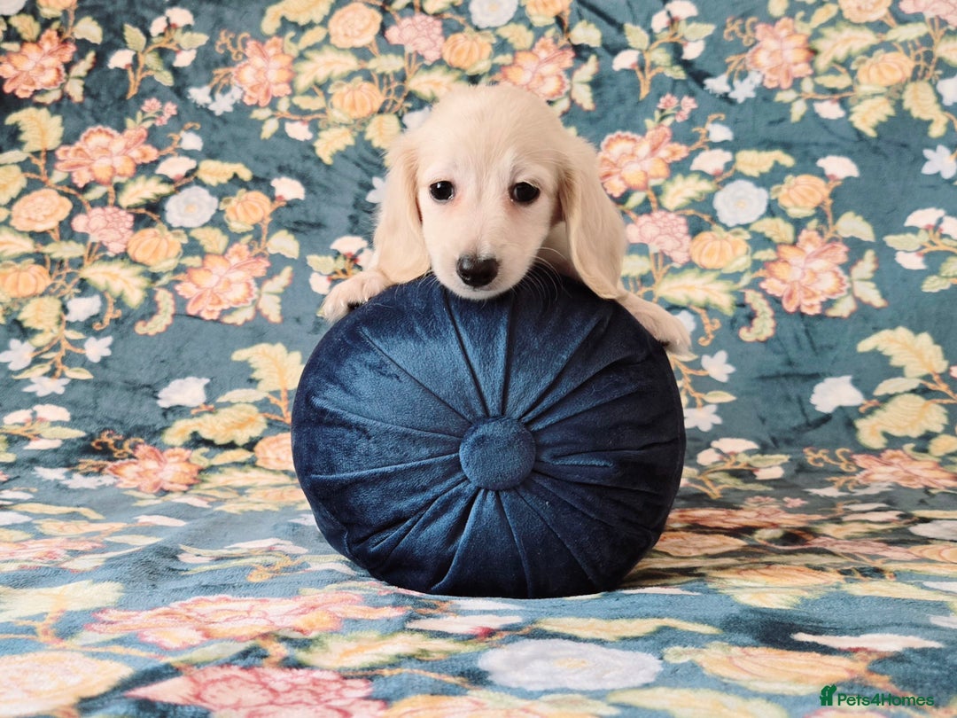 Miniature Dachshund dogs for sale: Rare Cream Gorgeous Dachshund Puppies  - Image 4