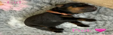 Rottweiler Puppy 1