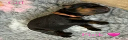 Rottweiler dogs for sale: 🐾 Beautiful Rottweiler Puppies 🐾 - Advert 22