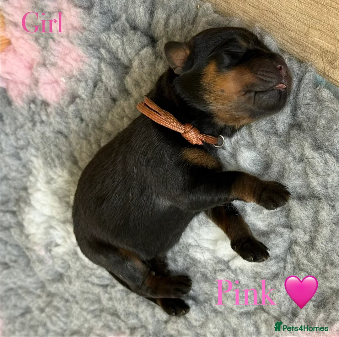 Rottweiler dogs for sale: 🐾 Beautiful Rottweiler Puppies 🐾 - Advert 22