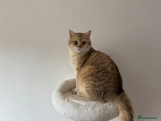 British Shorthair cats Stud TICA Active Golden British Shorthair - Advert 10