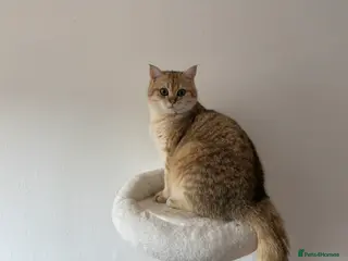 British Shorthair cats Stud TICA Active Golden British Shorthair - Advert 2