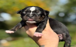 Staffordshire Bull Terrier dogs for sale: Beautiful Staffordshire Bull Terrier Boys ✨ - Image 7