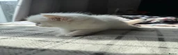 Ragdoll cats for sale: Purebred Ragdoll Kitten - Advert 10