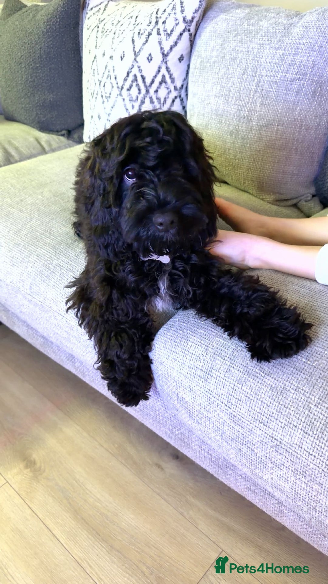 Cockapoo dogs for sale: Male F1B cockapoo - Advert 1