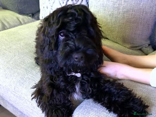 Cockapoo dogs Male F1B cockapoo - Advert 4