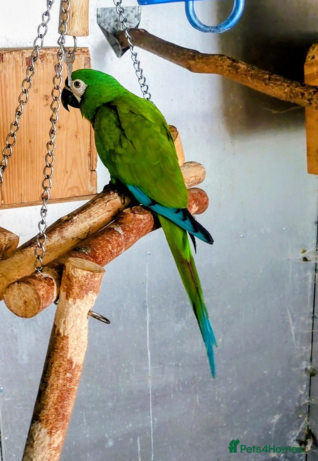Macaws birds for sale: Chestnut fronted severe macaws - Image 5