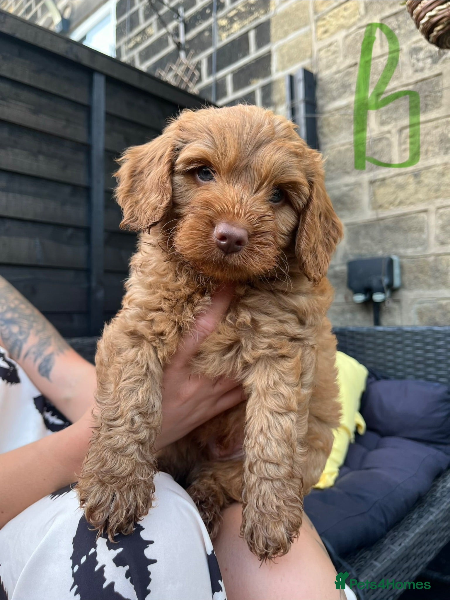 Cockapoo dogs F2 cockapoos  - Advert 1