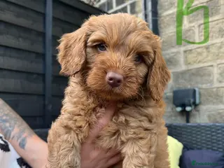 Cockapoo dogs F2 cockapoos - Advert 12