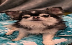 Chihuahua dogs for stud: Husky Marked Thai import Chihuahua Stud - Image 9