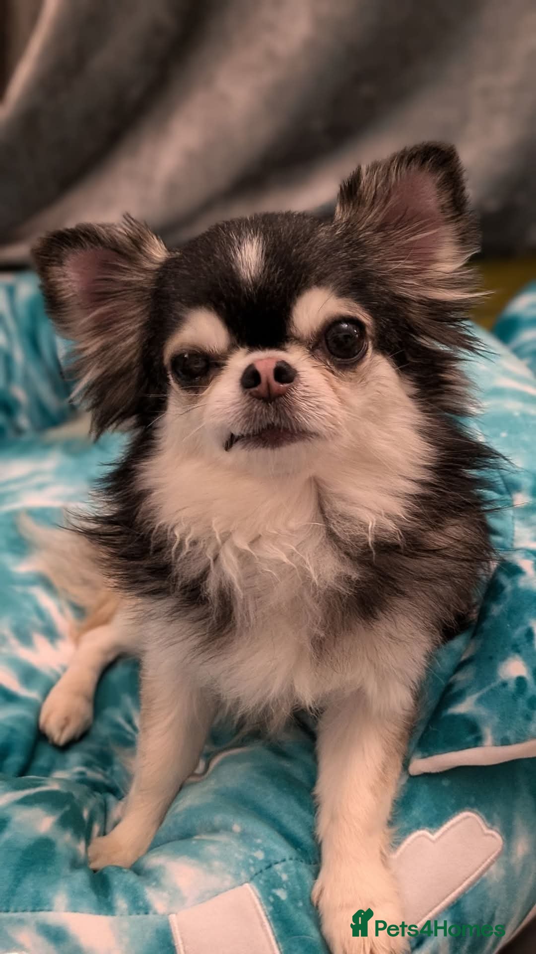 Chihuahua dogs for stud: Husky Marked Thai import Chihuahua Stud - Image 9
