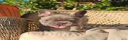 French Bulldog dogs for sale: Adorable French Bulldog Brother & Sister - Advert 9