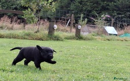 Labrador Retriever dogs for sale: Fifth generation pedigree pups  - Image 5