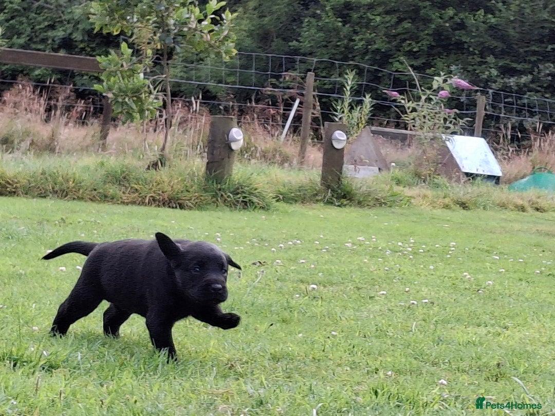 Labrador Retriever dogs for sale: Fifth generation pedigree pups  - Image 5