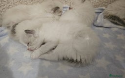 Ragdoll cats for sale: Blue Bicolor kittens 😸  - Image 23